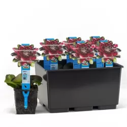 Nymphaea Black princess  P11X11