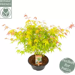 Medžiai ir krūmai internetu su pristatymu į namus visoje Lietuvoje