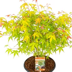 Medžiai ir krūmai internetu su pristatymu į namus visoje Lietuvoje