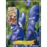 Kurpelė - Aconitum carmichaelii Royal Flush P11 violetinė pristatymas 2022 m. pavasarį
