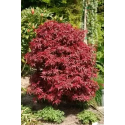Plaštakinis klevas - Acer palmatum SHAINA