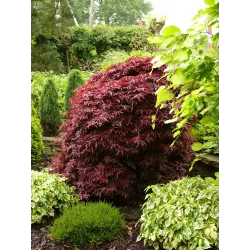 Plaštakinis klevas - Acer palmatum SHAINA