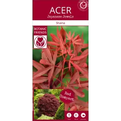 Plaštakinis klevas - Acer palmatum SHAINA