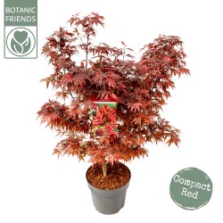 Buy Japanese maple green globe online with home delivery