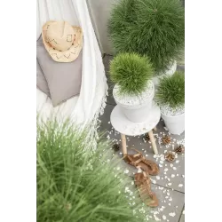 Juodoji pušis - Pinus nigra Green Elements ® Summer Breeze