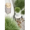 Juodoji pušis - Pinus nigra Green Elements ® Summer Breeze