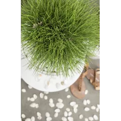 Juodoji pušis - Pinus nigra Green Elements ® Summer Breeze