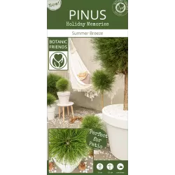 Juodoji pušis - Pinus nigra Green Elements ® Summer Breeze