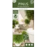 Juodoji pušis - Pinus nigra Green Elements ® Summer Breeze