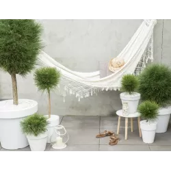 Juodoji pušis - Pinus nigra Green Elements ® Summer Breeze