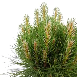 Juodoji pušis - Pinus nigra Green Elements ® Summer Breeze