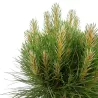 Juodoji pušis - Pinus nigra Green Elements ® Summer Breeze