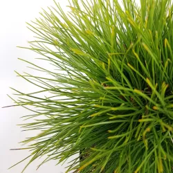Juodoji pušis - Pinus nigra Green Elements ® Summer Breeze