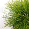 Juodoji pušis - Pinus nigra Green Elements ® Summer Breeze
