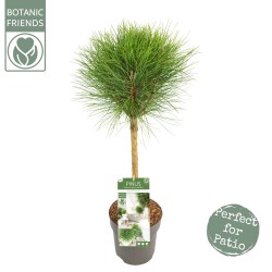 Juodoji pušis - Pinus nigra Green Elements ® Summer Breeze