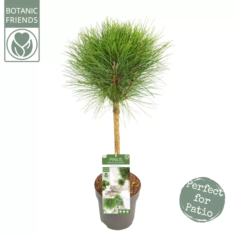 Juodoji pušis - Pinus nigra Green Elements ® Summer Breeze