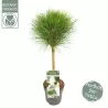 Juodoji pušis - Pinus nigra Green Elements ® Summer Breeze