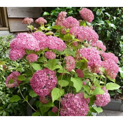 Šviesioji hortenzija - Hydrangea arborescens PINK ANNABELLE