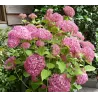 Šviesioji hortenzija - Hydrangea arborescens PINK ANNABELLE