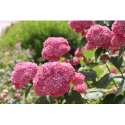 Šviesioji hortenzija - Hydrangea arborescens PINK ANNABELLE