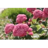 Šviesioji hortenzija - Hydrangea arborescens PINK ANNABELLE