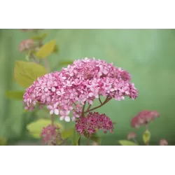 Šviesioji hortenzija - Hydrangea arborescens PINK ANNABELLE