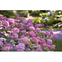 Šviesioji hortenzija - Hydrangea arborescens PINK ANNABELLE