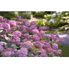 Šviesioji hortenzija - Hydrangea arborescens PINK ANNABELLE