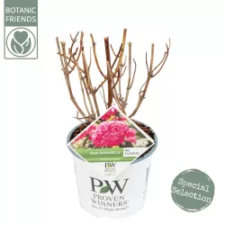 Šviesioji hortenzija - Hydrangea arborescens PINK ANNABELLE