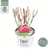 Šviesioji hortenzija - Hydrangea arborescens PINK ANNABELLE