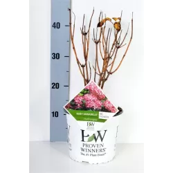 Šviesioji hortenzija - Hydrangea arborescens RUBY ANNABELLE®