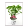 Šviesioji hortenzija - Hydrangea arborescens RUBY ANNABELLE®