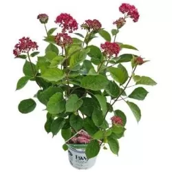 Šviesioji hortenzija - Hydrangea arborescens RUBY ANNABELLE®