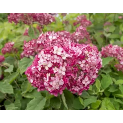 Šviesioji hortenzija - Hydrangea arborescens RUBY ANNABELLE®