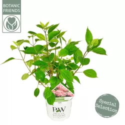 Šviesioji hortenzija - Hydrangea arborescens RUBY ANNABELLE®