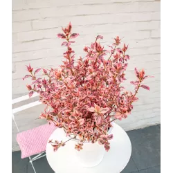 Krūminė hortenzija - Hydrangea serrata EUPHORIA