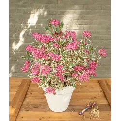 Krūminė hortenzija - Hydrangea serrata EUPHORIA