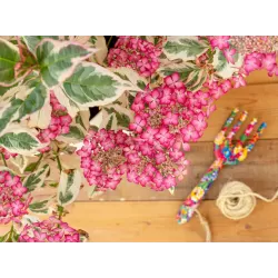 Krūminė hortenzija - Hydrangea serrata EUPHORIA