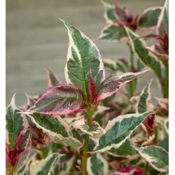 Krūminė hortenzija - Hydrangea serrata EUPHORIA