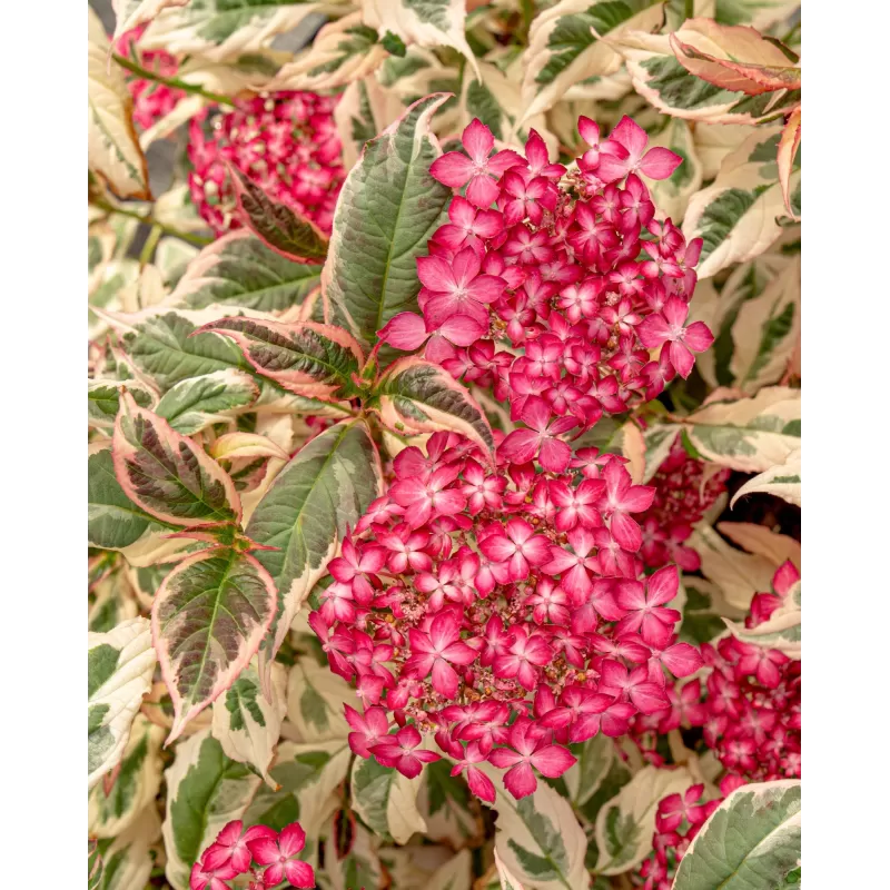 Krūminė hortenzija - Hydrangea serrata EUPHORIA