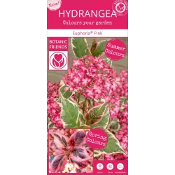 Krūminė hortenzija - Hydrangea serrata EUPHORIA