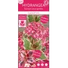 Krūminė hortenzija - Hydrangea serrata EUPHORIA