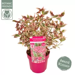 Krūminė hortenzija - Hydrangea serrata EUPHORIA