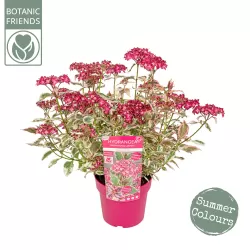Krūminė hortenzija - Hydrangea serrata EUPHORIA