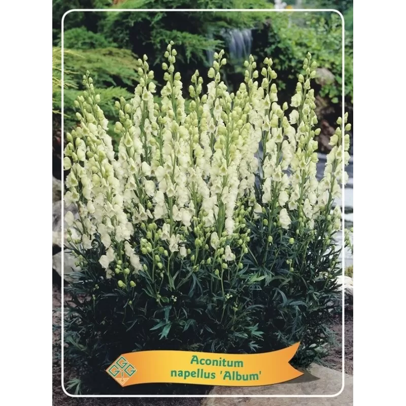 Kurpelė - Aconitum napellus ALBUM