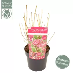 Krūminė hortenzija - Hydrangea serrata EUPHORIA