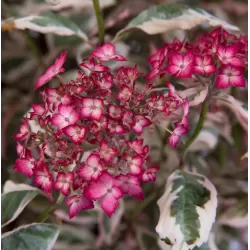 Krūminė hortenzija - Hydrangea serrata EUPHORIA