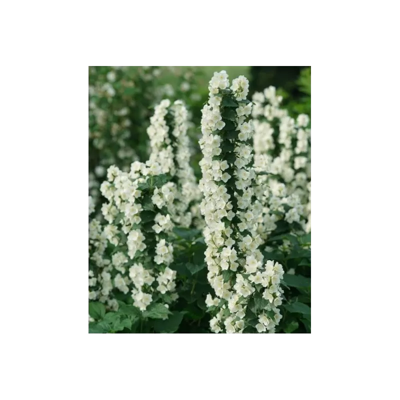 Darželinis jazminas - Philadelphus coronarius ILLUMINATI TOWER