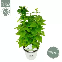 Darželinis jazminas - Philadelphus coronarius ILLUMINATI TOWER