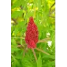 Rhus typhina Bailtiger TIGER EYES